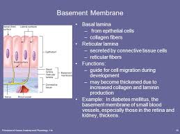 Two Layers Of The Basement Membrane