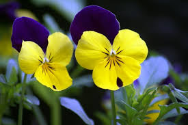 Violet is so called true color. 11 Yellow Spring Flowers To Make Your Garden Pop