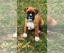 Buy akc puppies in va by top dog breeders at puppiesndogs.com. View Ad Boxer Puppy For Sale Near Virginia Saluda Usa Adn 199765