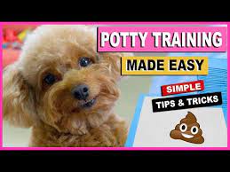 how to potty train your dog quickly