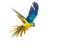 parrot images browse 459 420 stock