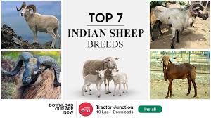 7 best indian sheep breeds list with