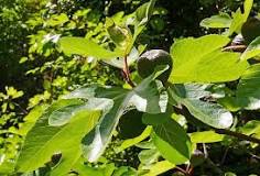 Image search result for “the fig tree”