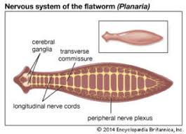 Phylum Platyhelminthes Characteristics Examples Questions