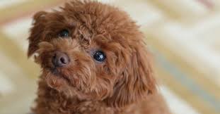 cute little non shedding dogs that will adore your kids