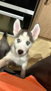 siberian husky dogs and puppies for