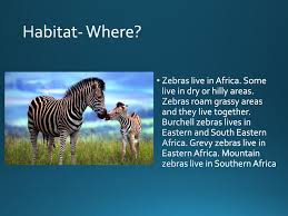 Plains zebras live in savannas and temperate grasslands (plains). Zebra Adriana Ppt Download