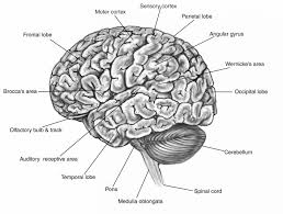 The nervous system is divided into the blank and blank nervous systems. Blank Brain Diagram Koibana Info Brain Diagram Human Brain Human Brain Diagram