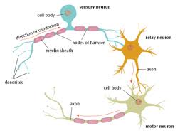 motor neurons flashcards quizlet