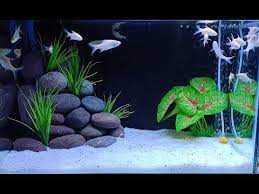 3 Aquarium Decor Ideas That You Must Try | Fish aquarium decorations, Fish  tank decorations, Cool fish tank decorations gambar png