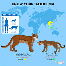 The cat's body is from 26 to 41 inches in length, and their tail is 16 to 22 inches long. Know Your Catapuma The Catapuma Genus Peppermint Narwhal Creative Facebook