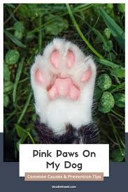 pink paws on my dog common causes