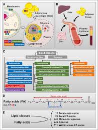 overview of lipid cl occurrence in