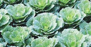 growing collard greens the complete