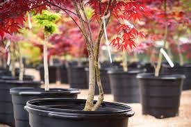 7 Small Trees For Small Gardens In