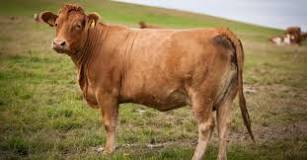 what-is-an-old-female-cow-called
