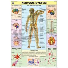 Nck Nervous System Chart