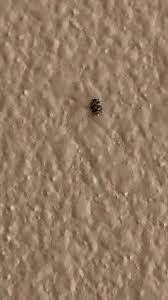 tiny beetle type bugs all over the