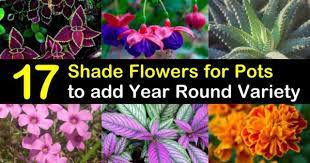 17 shade flowers for pots to add year