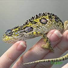 carpet chameleon exotic reptiles
