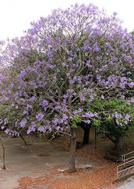 Whether you prefer flowers or fruit, you're in for a treat if you plant a beautiful flowering cherry tree. Jacaranda University Of Florida Institute Of Food And Agricultural Sciences