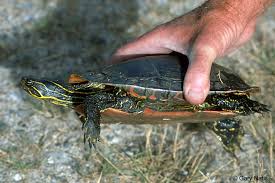 Western Painted Turtle Chrysemys Picta Bellii