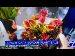 carnivorous plant august 2022