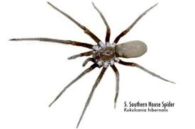 Spiders Of Alabama 58 Spiders You Should Know Al Com