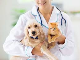 Кристаллический, тс = 120 ос, tпл = 270 ос. Pet Insurance What Pet Insurance Covers How Much It Costs And The Products On Offer The Economic Times