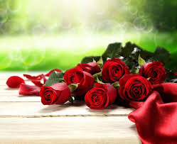 hd wallpaper several red roses love