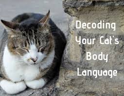 Maybe you would like to learn more about one of these? How To Decode Your Cat S Behavior Pethelpful