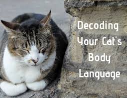 how to decode your cat s behavior