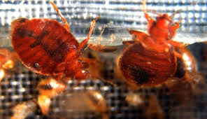 protect yourself against bedbugs in hotels