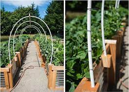 Diy Vegetable Garden Trellis Using Pvc