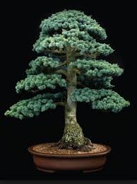 blue star juniper bonsai tree praise