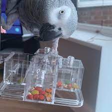 why do parrots need foraging toys