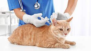 All About Cats Veterinary Hospital gambar png