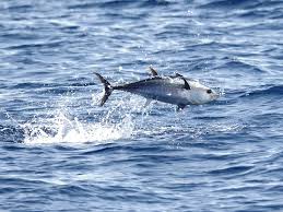 Bluefin Tuna Species Wwf