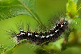 Are Caterpillars Poisonous Are They