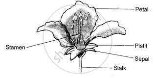 structure of a typical flower with