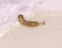 small worm larva carpet beetle