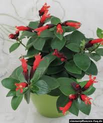 aeschynanthus monalisa lipstick plant