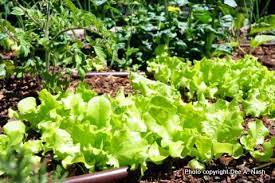 Grow Vegetables For Oklahoma Gardeners