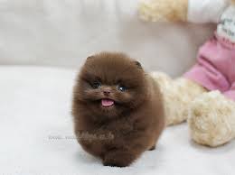 Toy Pomeranian Puppy Oh I Want A Solid Chocolate Pomp So
