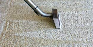 blue paws carpet cleaning carpet