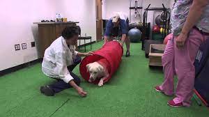 how much does dog physical therapy cost