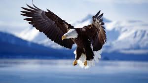 free bald eagle wallpapers wallpaper cave