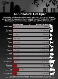 Chart Depicting The Lifespan Of Farmed Animals Infographic