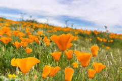 where-are-the-best-poppies-in-california