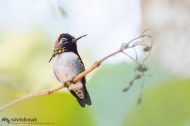 smallest hummingbird in the world bee